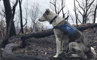 Australian Shepherd Who Saved Hundreds of Koalas Retires
