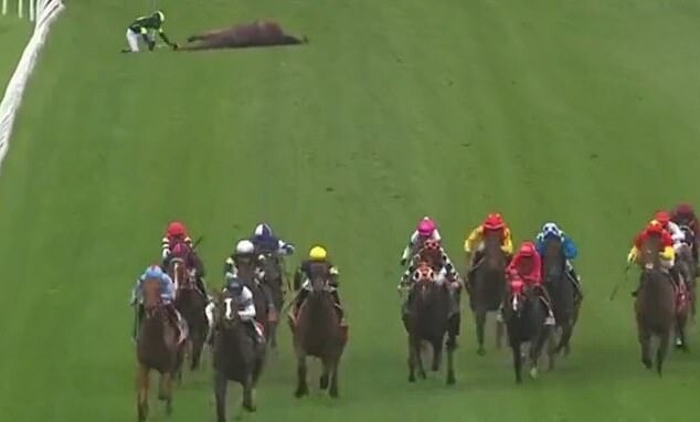 Jockey Jason Collett Risks Life to Save Horse in Sydney Race
