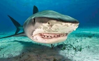 Diver injured in shark attack airlifted to hospital