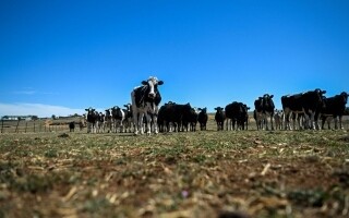 Australia Cautiously Welcomes Beef Tariff Lift, Calls for Full Tariff Removal