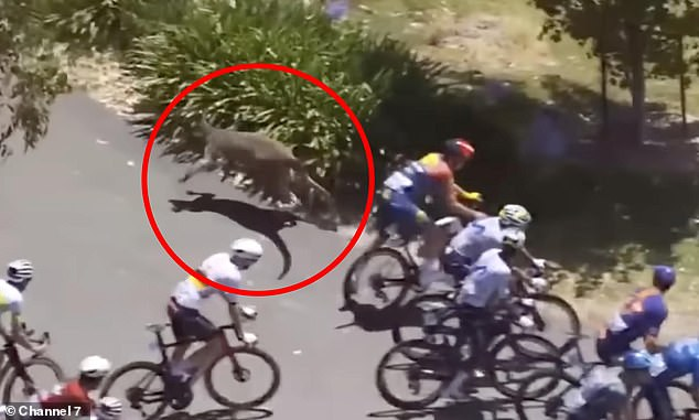 Cyclist Attacked by Kangaroos at Tour Down Under