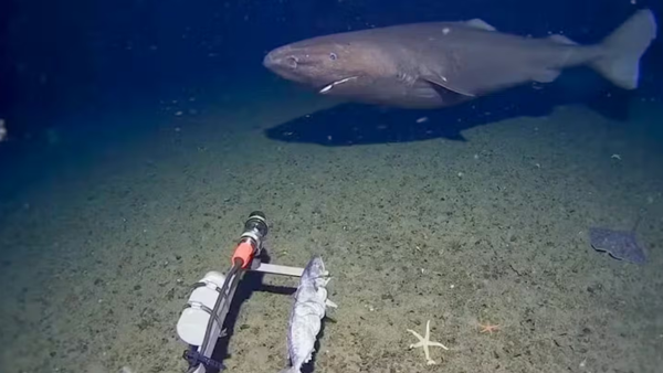 Scientists Film Sleeper Shark Near Antarctica for the First Time