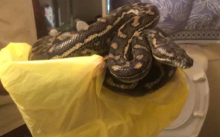Two Snakes Found in Australian Toilet | Ours Abroad News