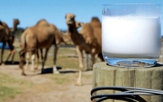 Camel Milk Gaining Global Recognition