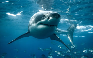 New Study Shows Shark-Repelling Surfboards