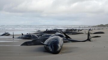 Mass Stranding of False Killer Whales in Tasmania